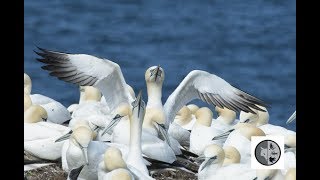 DANS LA NATURE Ep.19 : Les Fous de Bassan de l'Île Bonaventure