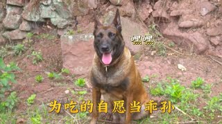 马犬为什么不能养农村?800个心眼都用来对付老人了！还好不会说话