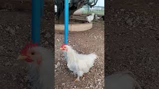 நெருங்கிய சொந்தத்துல கல்யாணம் பண்ண கூடாதுடி 🤣🤣🤣#@ambaikozhicomedy #kozhi_koothugal #funny_chicken