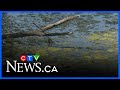 Algae bloom flourishes at Lost Lagoon
