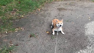 なかなか散歩が進まない柴犬 The Dog doesn’t want to go for a walk