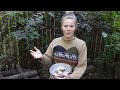 how to grow shiitake mushrooms at home