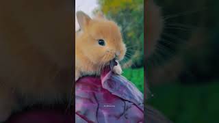 খরগোশ টা বাদা কপি খাচ্ছে 🐇#shorts #cute #pets #rabbit #cuterabbit #cartoon #shortsfeed #msmasumvlog