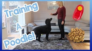 How to Train a Poodle (Or Any Other Dog Breed!) | Helpful Top Tips on How to Easily Train Your Dog!