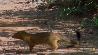 GNARLY BLACK MAMBA FIGHT