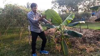 Banana plant explain (అరటి చెట్టులా కనిపించే మొక్క వివరణ)