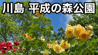 【散歩】たくさんのバラに包まれて ～川島平成の森公園～