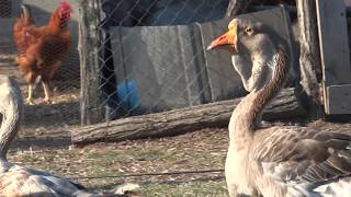 04.08.2017.Video1.Kholmogory geese in Forest Well Olympus farm.