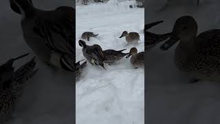 🦆　日本の美　鴨だらけ　😂🤣　岩手県盛岡市「高松の池」🦢