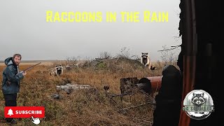 Raccoon hunting: Hunting Raccoons in the Rain in Iowa S:2 EP:3#hunting #wildlife #outdoors