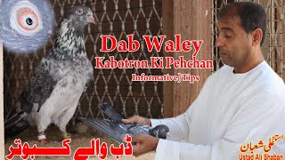 Ustad Ali Shaban|Dab Waley Kabotaron Ki Pehchan|Tips|@AJMANPIGEONCLUB|شوق مع الاستاذ علي شعبان