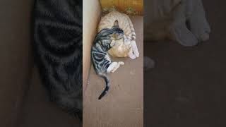 Cute kitties cuddling up to one another