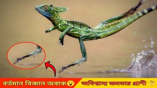 অবিশ্বাস্য ক্ষমতার প্রাণী -পানির উপর হেটে চলা যার কাজ।Basilisk Lizard