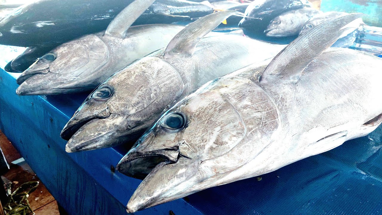 Fresh Yellowfin Tuna Cutting Show At Jembatan Puri Fish Market Sorong