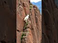 the best⛰️🐐❤️️ shortsvideo goats love mountains