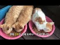 아기 길고양이 4형제 성장이야기 12화_ 앗~ 먹보가 나타났어요~ 길냥이 길고양이 마당냥이 고양이 고양이일상 고양이영상 cat catlover catvideos