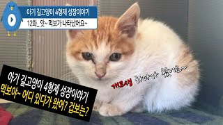 아기 길고양이 4형제 성장이야기 12화_ 앗~ 먹보가 나타났어요~ / #길냥이 #길고양이 #마당냥이 #고양이 #고양이일상 #고양이영상 #cat #catlover #catvideos