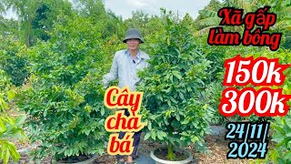 24/11/2024☎️0989334047 Tiến👉xã gấp 150k mai tàn cây lớn tàn thông bao nụ bao rẻ chơi tết