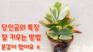 잎장이 매력적인 당인과 당인금 키우기, 당인금 대품 분갈이 해줬어요 ㅎ 구경하러 오세요 ㅎ