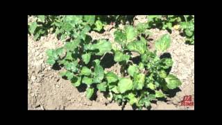 How Herbicides Work: Photosynthesis Inhibitors.wmv