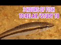 3 Hours of Fish to Relax/Study/Work To | Lofi Hip Hop (DMCA and Copyright Free)