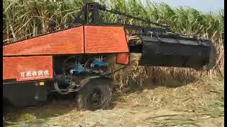 Wheeled whole stalk sugarcane harvester working in 2022 harvest season