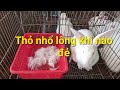 Thỏ nhổ lông khi nào mới đẻ, trại thỏ tỷ đô