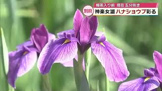 雨が似合う花「ハナショウブ」神楽女湖のほとりを彩る　大分県別府市