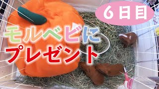 生後6日【モルモット】嬉しくてポップコーンジャンプ！【guineapig】