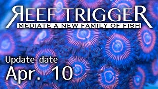 オーストラリア産マメスナ フラグ各種[S0410-1/2/3/4/5/6]REEF-TRIGGER