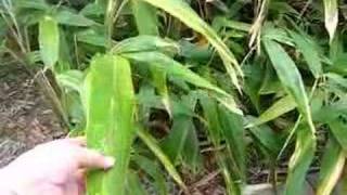 BAMBOOS IN OUR YARD