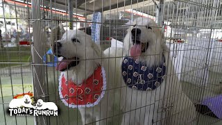 アラン我が家に戻る　Great Pyrenees　グレートピレニーズ