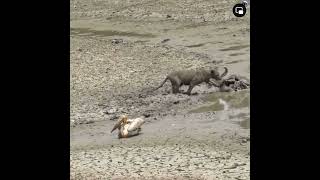 An injured Pelican got stuck in mud trying to fight of Lions. #pelicans #wildlife #lion #animals