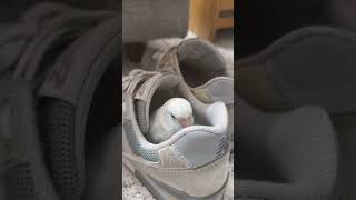 太平洋鸚鵡在鞋子裡睡覺 | スニーカーで寝てるマメルリハインコ | Pacific Parrotlet sleeping in the shoes