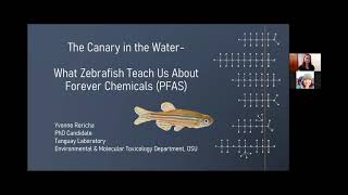 MayTapTalk: The Canary in the Water. What Zebrafish Teach Us About Forever Chemicals -Yvonne Rericha