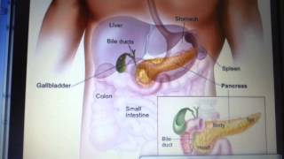 Secretion pancreatique partie 1 - Dr Astuce