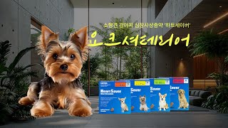 소형견 요크셔테리어 강아지 심장사상충약 추천, 하트세이버 간식처럼 잘먹어요! #강아지심장사상충약추천 #요크셔테리어강아지심장사상충약 #요크셔테리어심장사상충약 #하트세이버