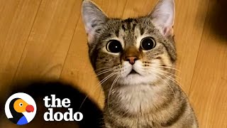 Cute Cat Stands Up Like A Person When She Wants Treats | The Dodo Cat Crazy