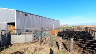 Using the brand new Cattle Facilities