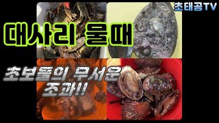 10월 대사리물때 초보 해루질의 대박 조과