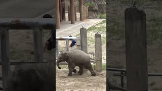 走る姿が可愛い★うららちゃんrunning baby elephant#shorts