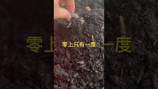 生命力顽强的蘑菇