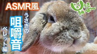 [ASMR]うさぎ(bunny)の咀嚼音(eating sound)はこれだ！！