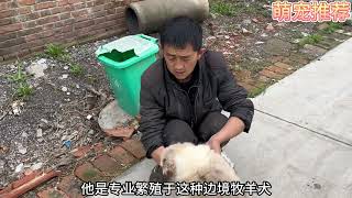 小花园里挖红陨石边牧，直接送到驯犬中心培训，长大能成网红狗