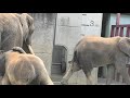 アフリカゾウ　 とべ動物園 愛媛県