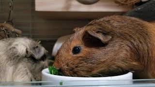 【モルモット】今日も仲良く野菜を食べるよ【お兄ちゃんと三姉妹】