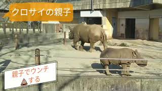 クロサイ親子でウン○💩　🌈赤ちゃん（フー君）も真似してウン○する