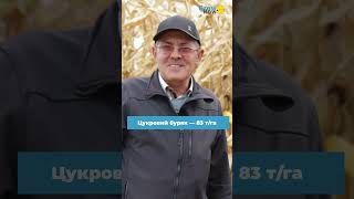 Скільки можна заробити? Врожайність цукрового буряка та його ціна якщо перевести на цукор.