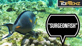 10 Freaky Fish That May Stab, Slice, or Spear You