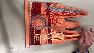 Intestinal Wall - (Orange) with Dr. Masi